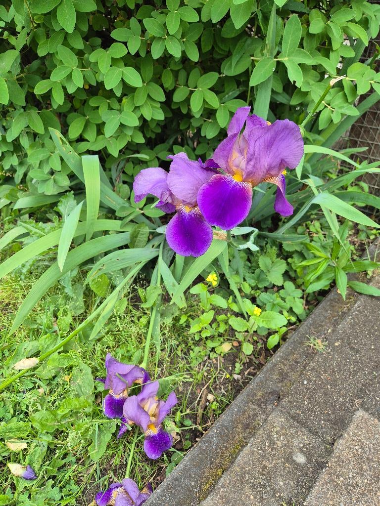 Kruiden bloemen aardbei, Tuin en Terras, Planten | Tuinplanten, Kruiden, Ophalen
