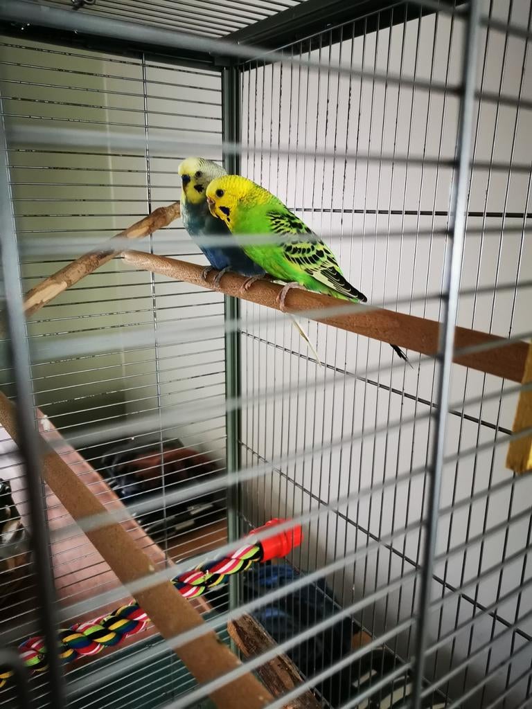 Koppel grasparkieten, Dieren en Toebehoren, Vogels | Parkieten en Papegaaien