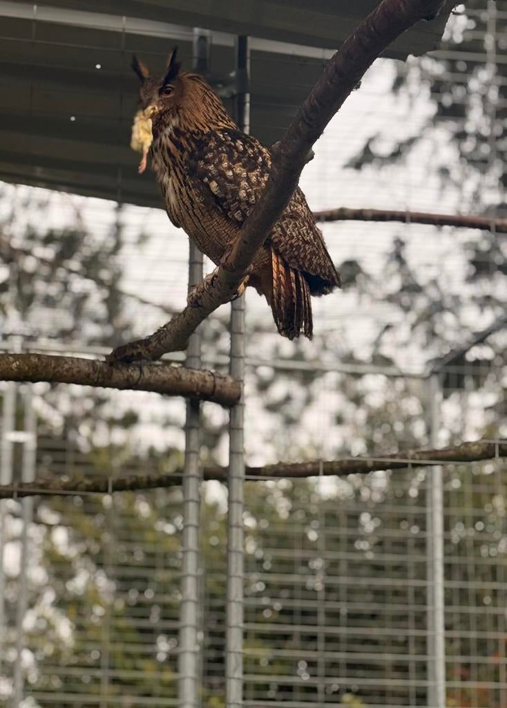 Europese oehoe man, Dieren en Toebehoren