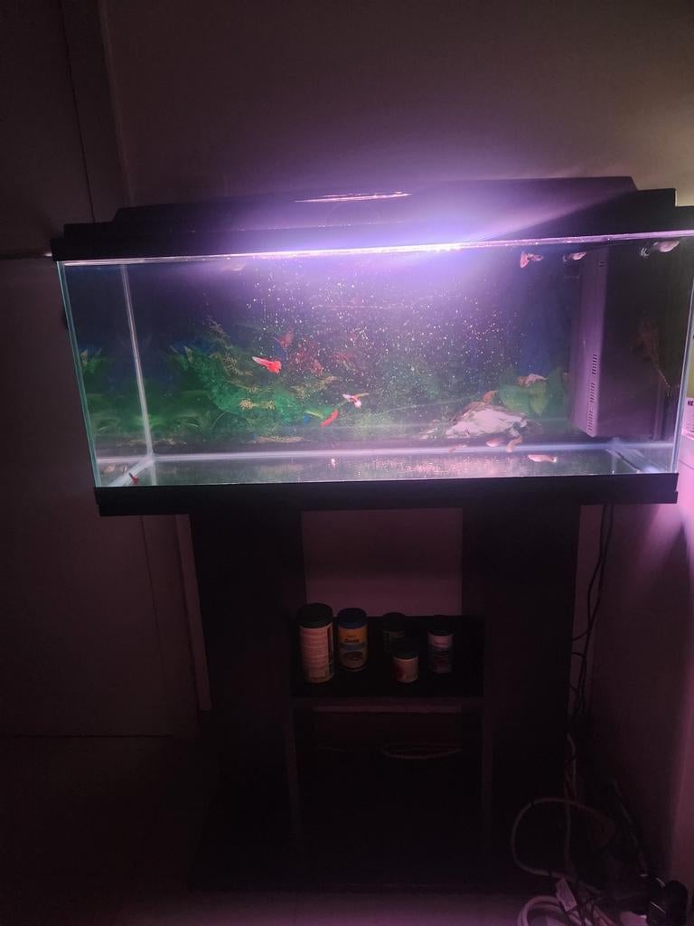 Aquarium 80cm met binnen filter, Dieren en Toebehoren, Ophalen