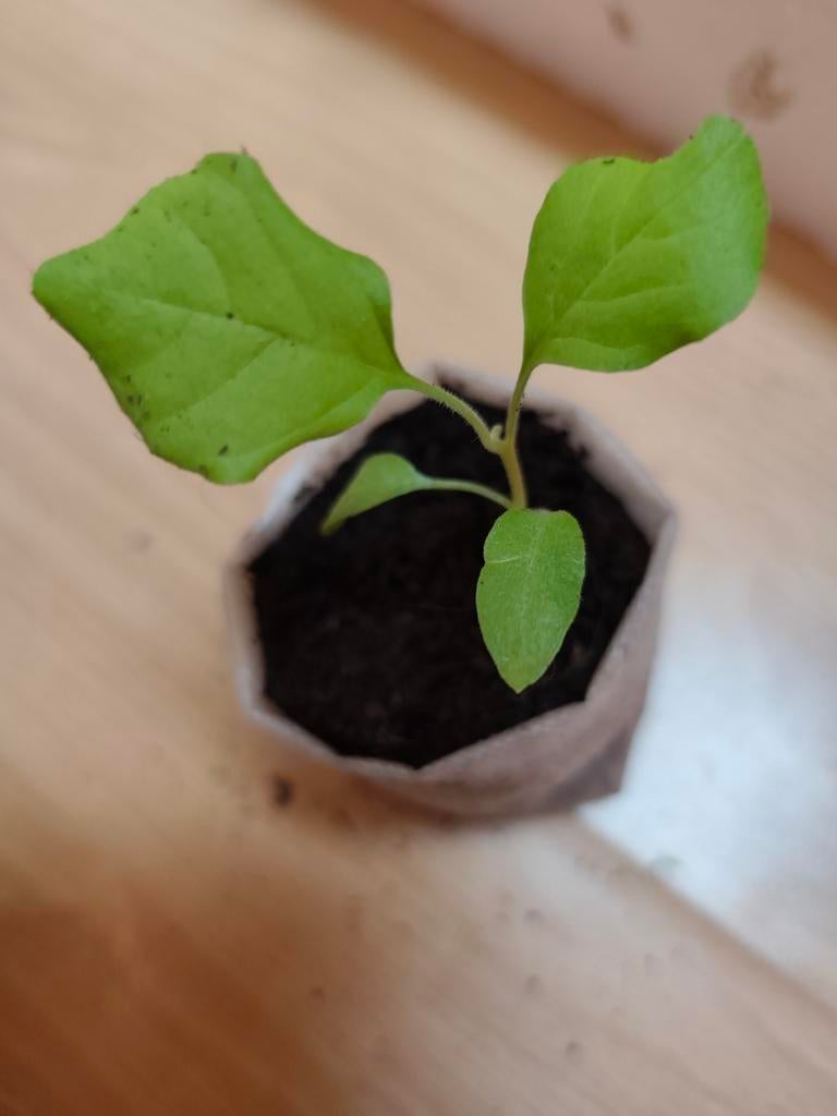 Rosa Bianca | Aubergine Planten, Jardin & Terrasse, Plantes | Jardin, Enlèvement