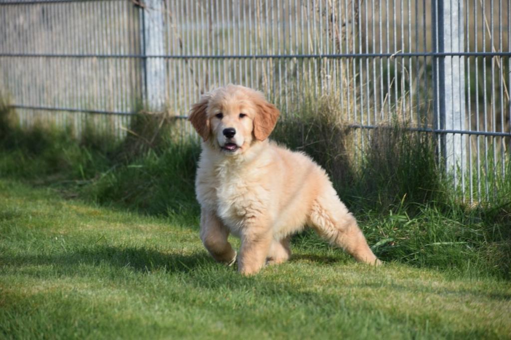 Chiots Golden Retriever, 15 semaines à 1 an, Golden retriever, Hépatite contagieuse (maladie de Rubarth), Éleveur | Professionnel