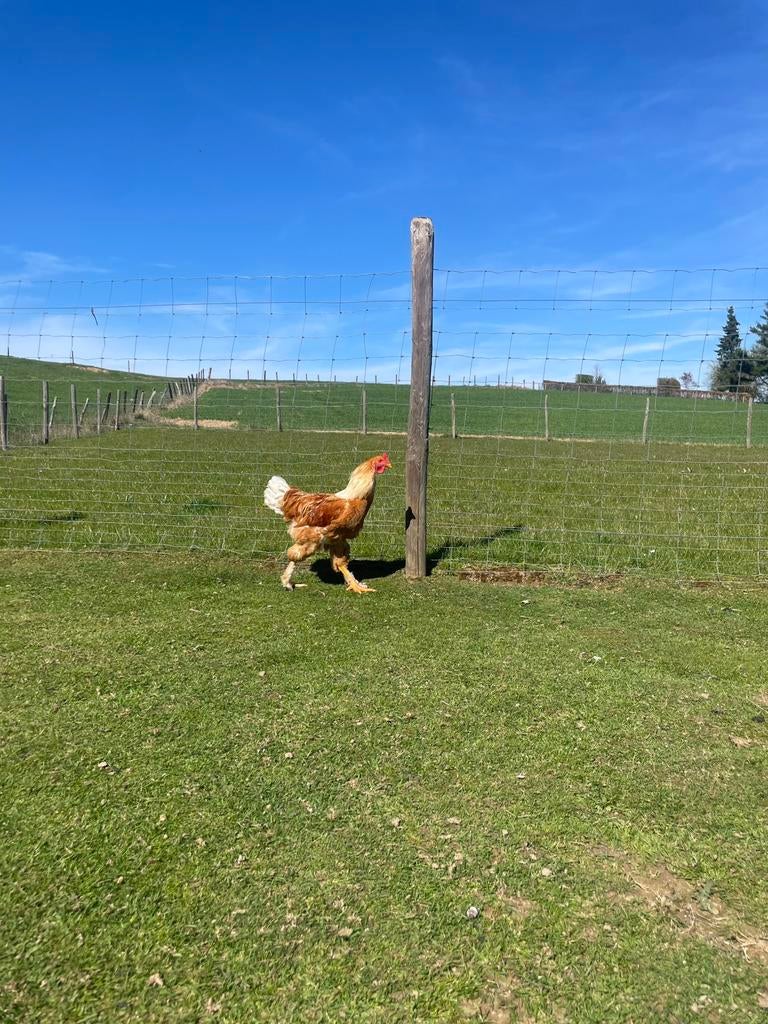 Super lieve haan, Mannelijk, Kip