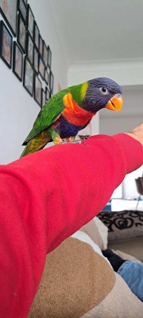 Lori Handtam, Mâle, Perroquet, Domestique