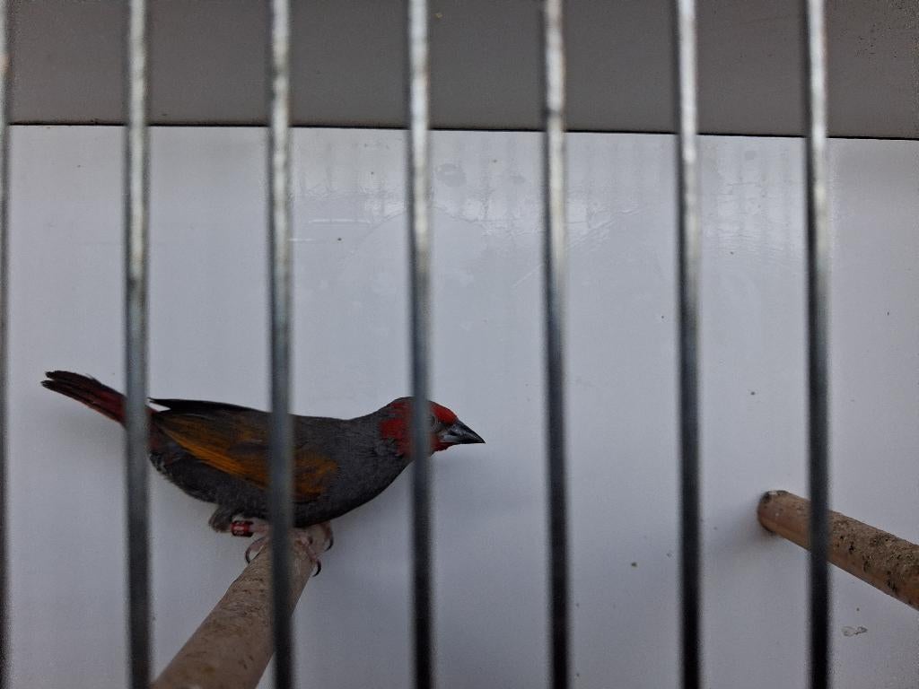 Roodkop aurora astrilde, Dieren en Toebehoren, Mannelijk, Tropenvogel, Geringd