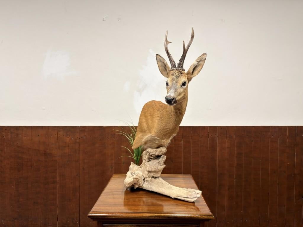 Taxidermie Opgezette Reebok op Hout, Enlèvement