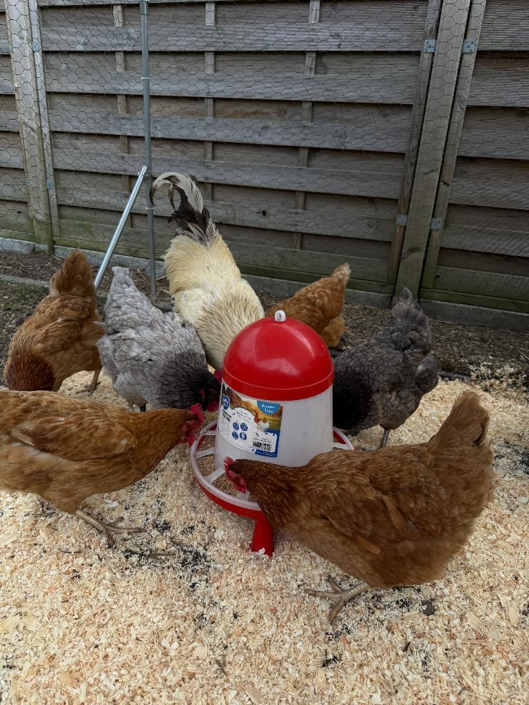 Kippen te koop, Plusieurs animaux, Poule ou poulet