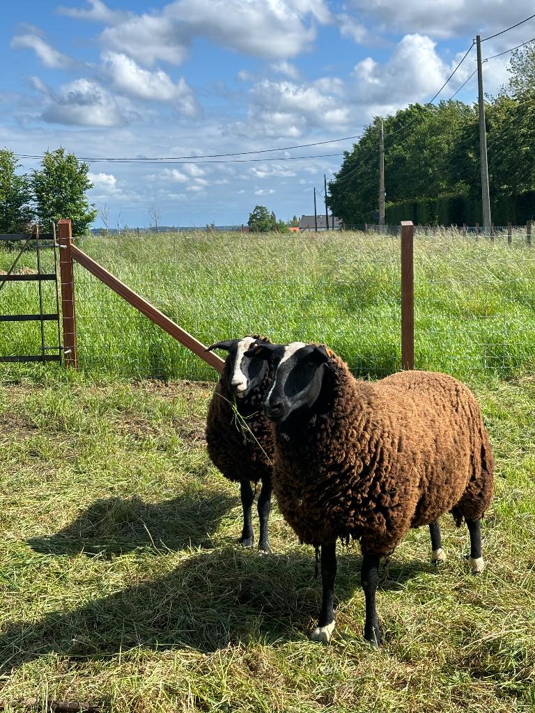 Zwartbles schapen, Meerdere dieren, Schaap, 0 tot 2 jaar