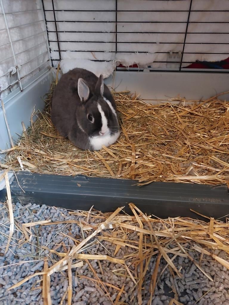 Kleurdwerg voedster, Femelle, Petit, 0 à 2 ans