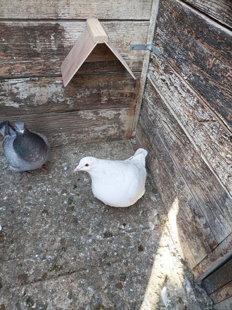 Pigeons à viande, Animaux & Accessoires