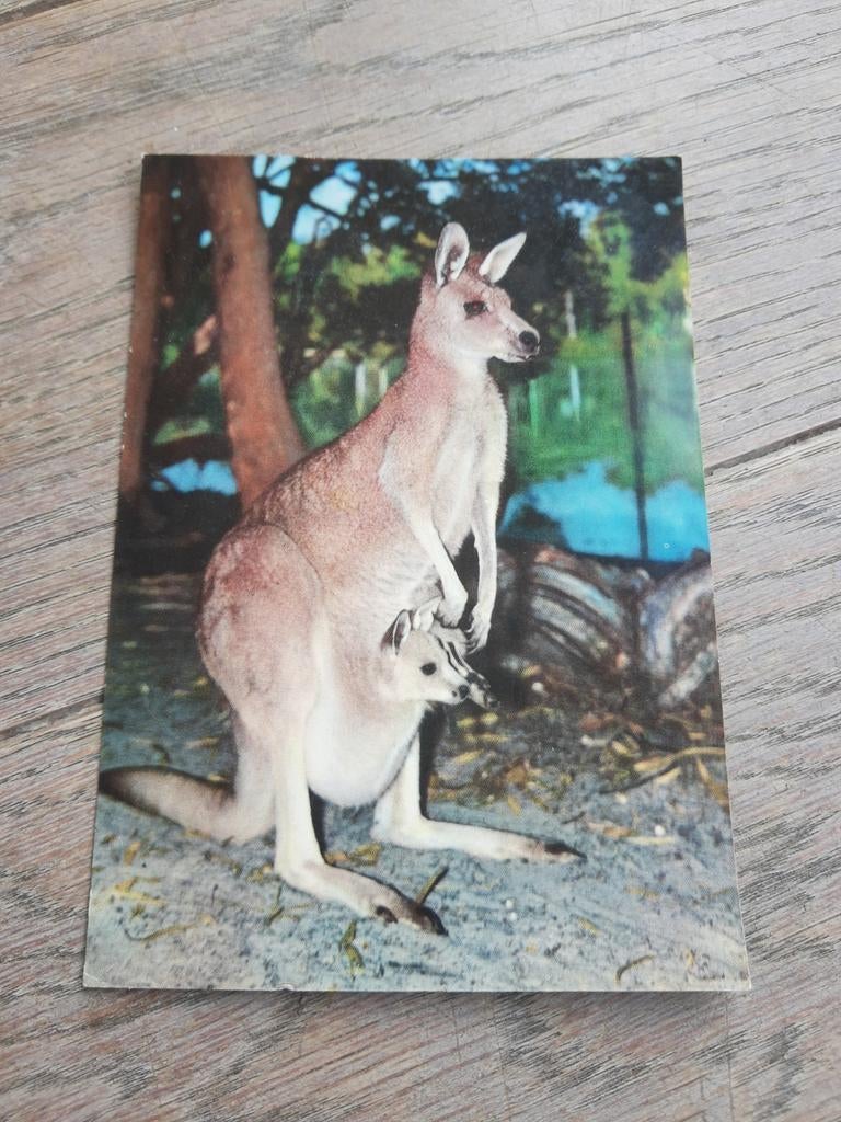 Beschreven postkaart kangoeroe, Ophalen of Verzenden