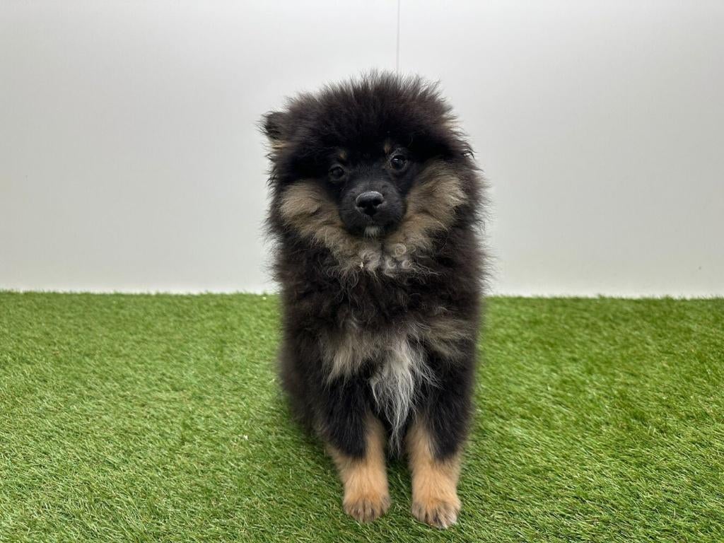 Kleine Keeshond pup, België, Keeshond, Reu, 8 tot 15 weken
