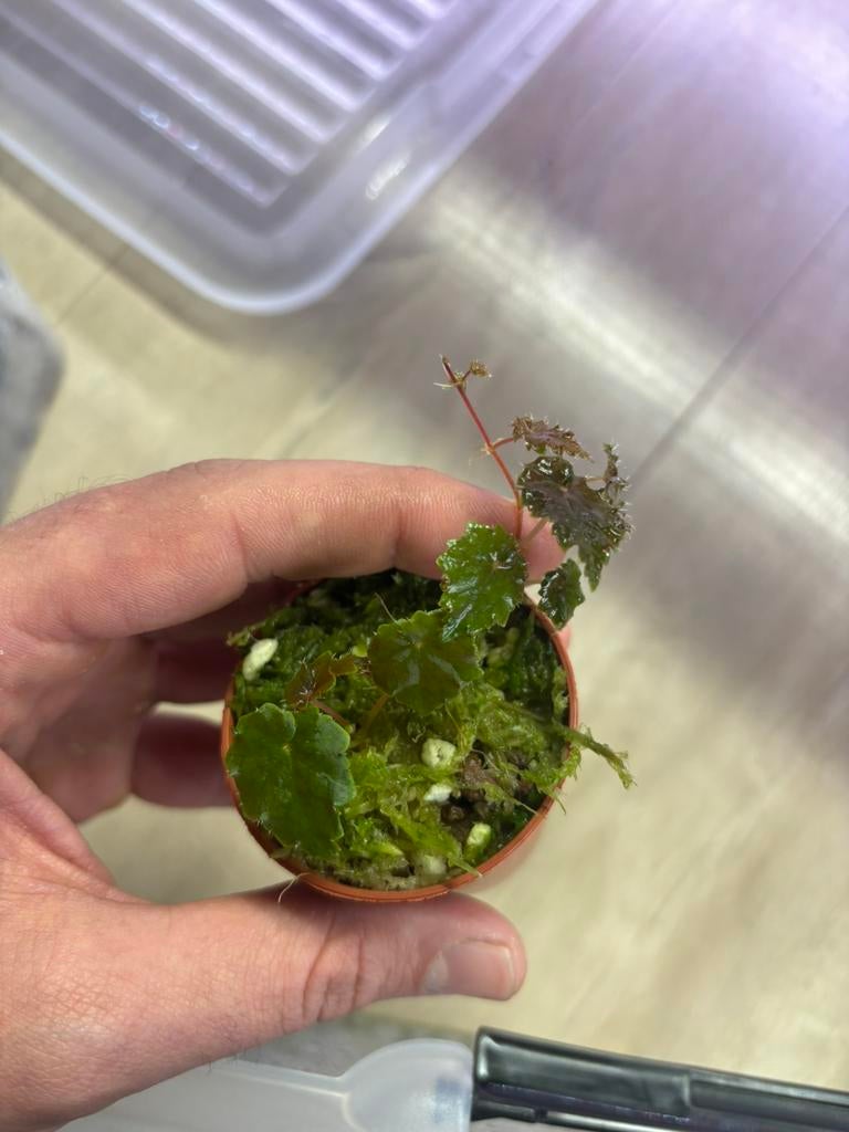 Begonia dodsonii, Animaux & Accessoires, Enlèvement ou Envoi, Neuf, Branche, Plante, Roche ou Pierre