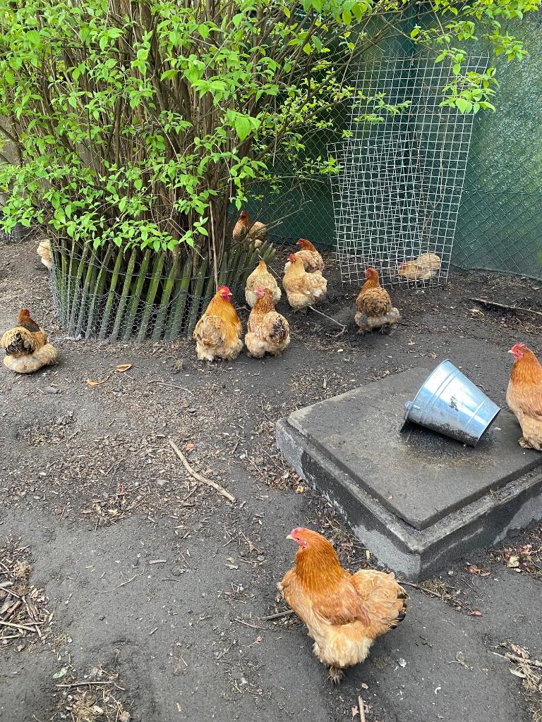 Broedeiren, Sexe inconnu, Poule ou poulet