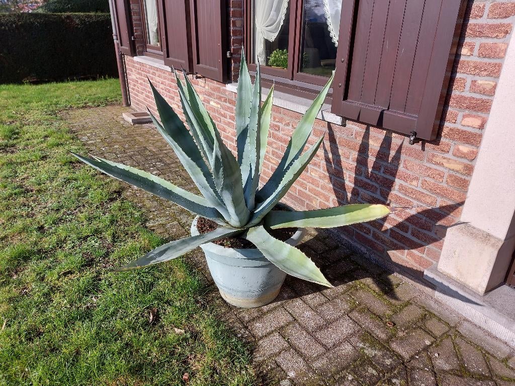 cactus, Ophalen, Cactus, Volle zon, 100 tot 150 cm