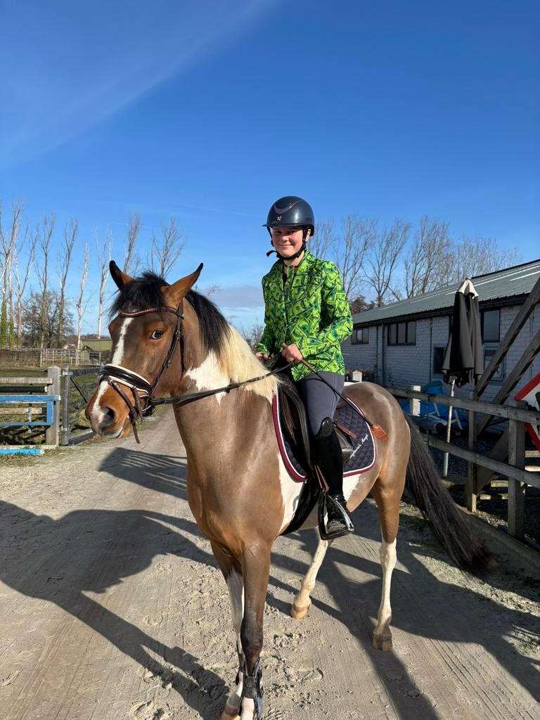 Super knappe d pony te koop, Vermifugé, Hongre, Débourré, Poney D (1.37 m à 1.48m)