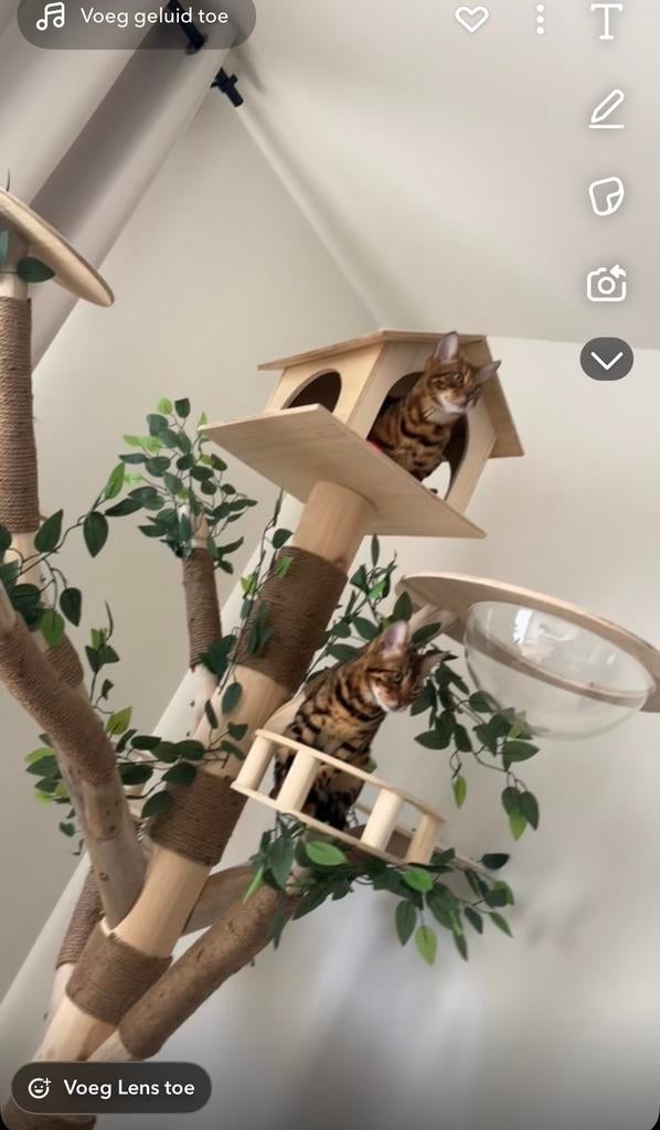 Luxe kattenboom van echte eikenboom, Dieren en Toebehoren, Ophalen of Verzenden, Zo goed als nieuw, Krabpaal