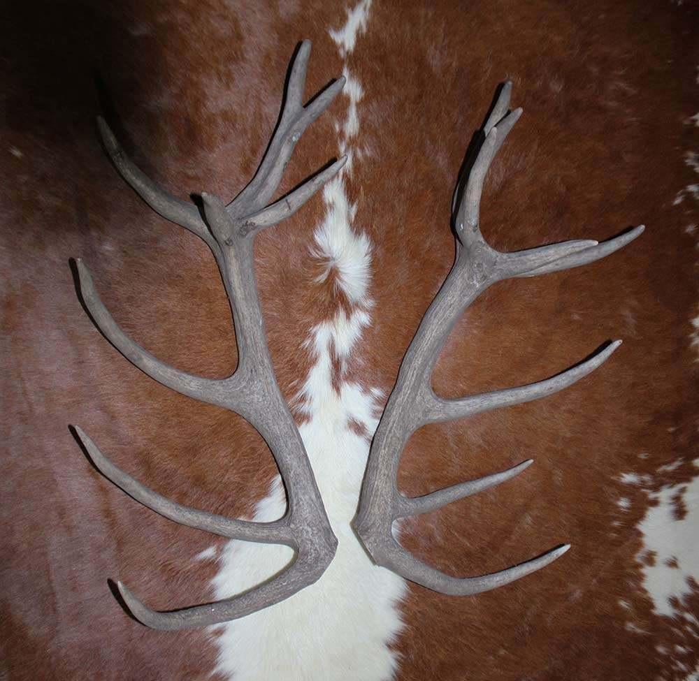 Groot paar EDELHERT GEWEI STANGEN - 16-ender - ref. G, Ophalen, Gebruikt, Hert, Gewei of Kop