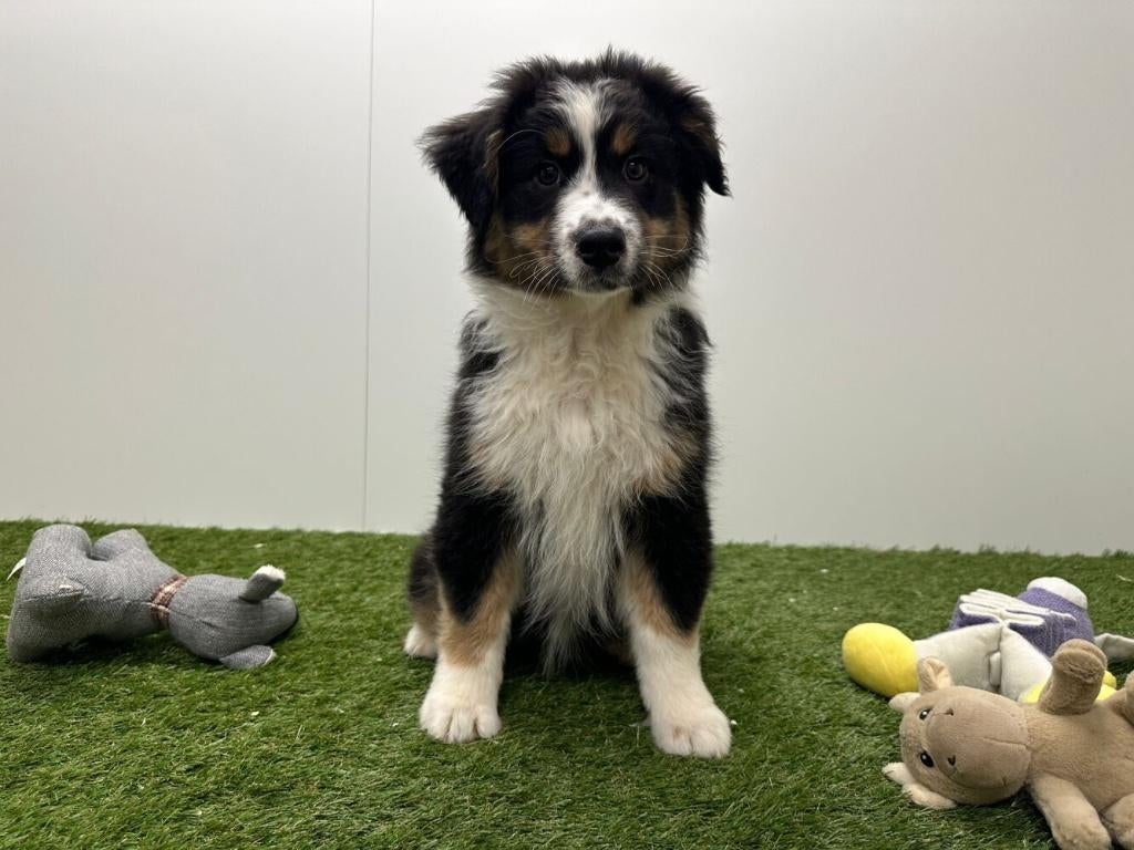 Australische Herder pups, België, 8 tot 15 weken, Parvo, Meerdere
