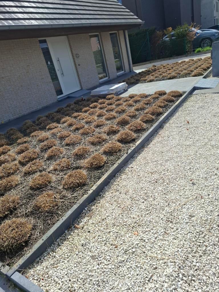 GRATIS duingras 100 tal, Ophalen