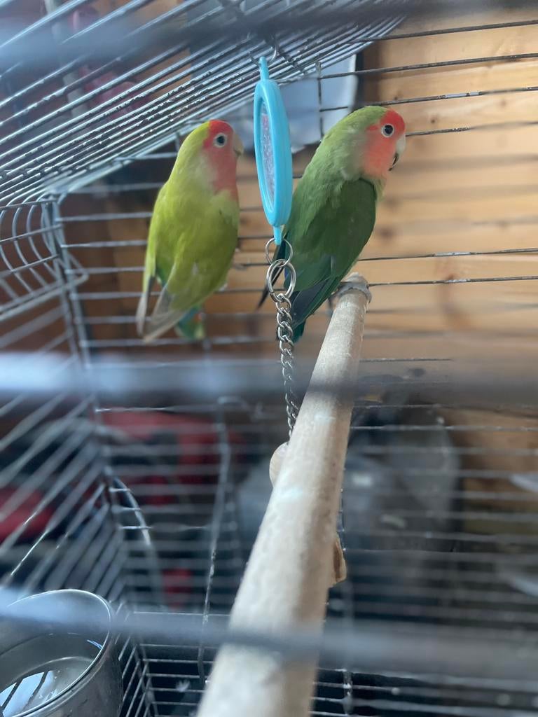 Koppel agapornis roseicollis incl. Kooi., Dieren en Toebehoren, Vogels | Parkieten en Papegaaien, Meerdere dieren, Dwergpapegaai of Agapornis