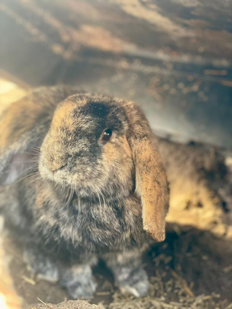 Vlaamse reuzen/nhd zoeken nieuwe thuis, Dieren en Toebehoren, Knaagdieren, Januari, Meerdere dieren, Overige typen