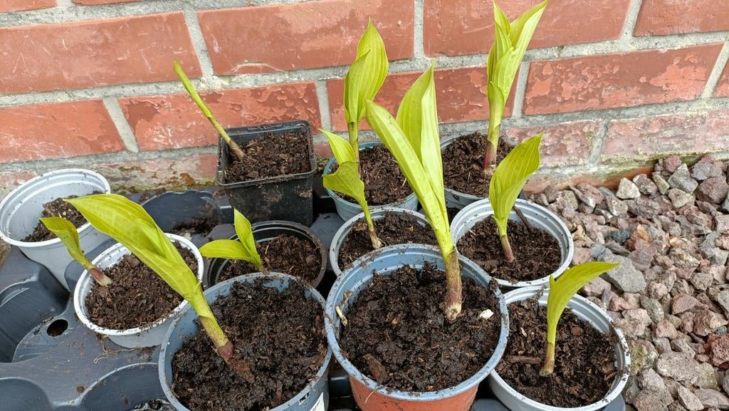 Hosta plantjes ( schaduw plant ), Tuin en Terras, Planten | Fruitbomen, Ophalen