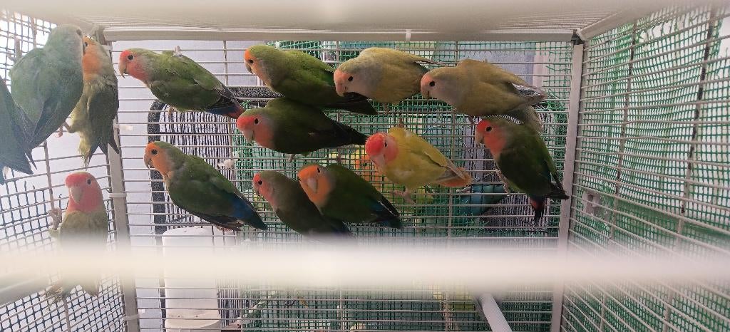 Dwergpapegaaitje, Dieren en Toebehoren, Geslacht onbekend