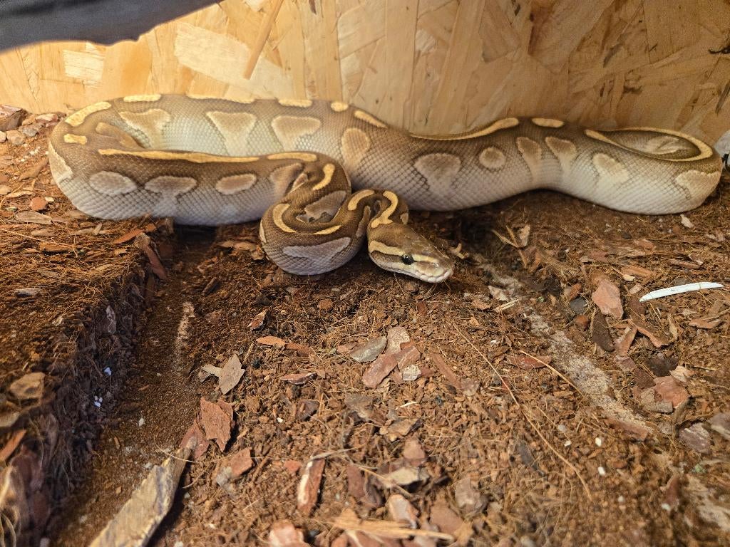 Lesser pastel vrouw, Dieren en Toebehoren, Slang, Tam