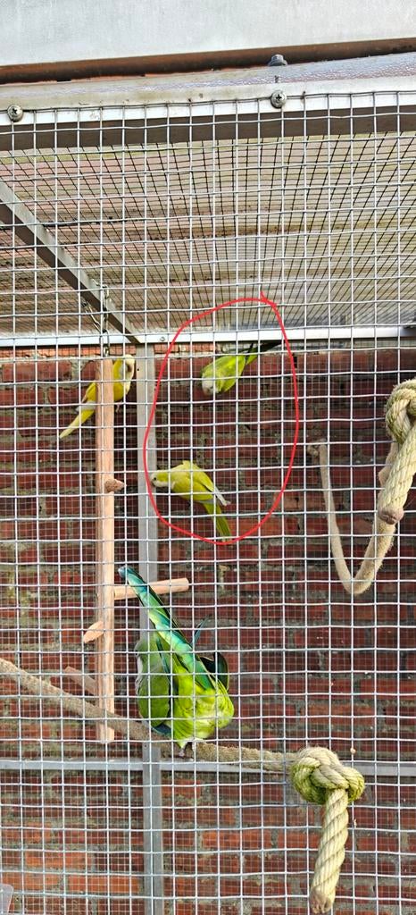 koppel muisparkiet, Dieren en Toebehoren