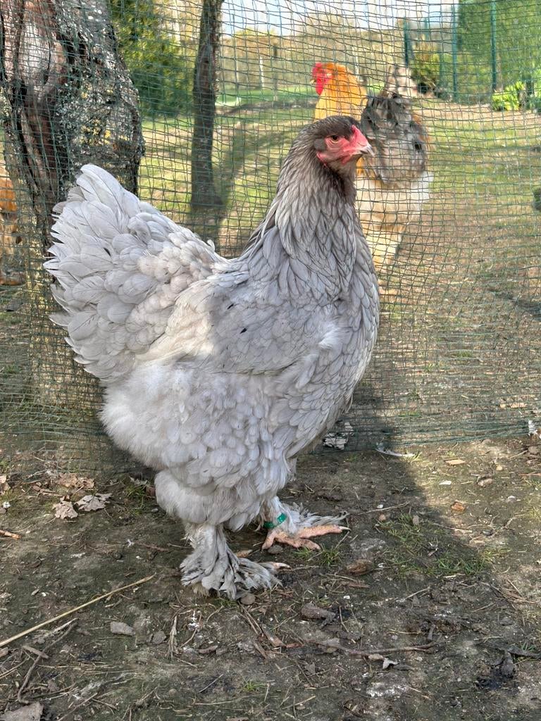 Broedeieren brahma groothoender, Dieren en Toebehoren, Pluimvee