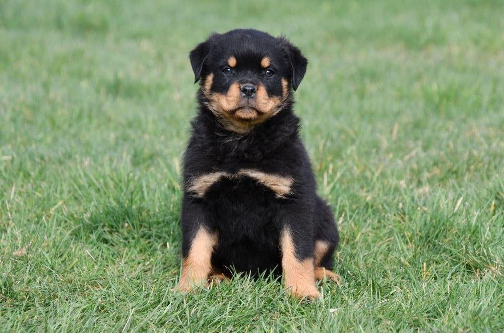 Rottweiler pups te koop - Belgisch, Parvo, België, 8 tot 15 weken, Meerdere