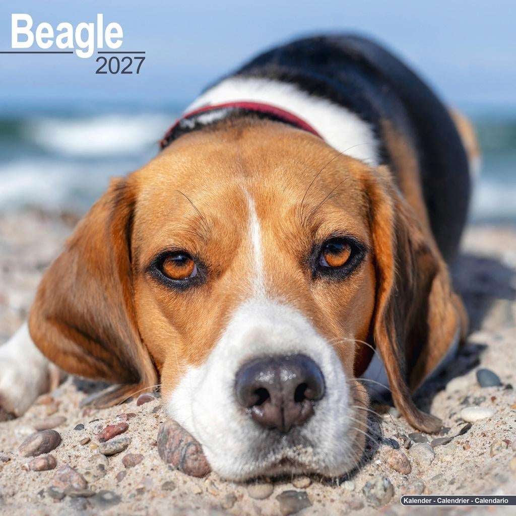 Calendrier Beagle 2027 en précommande, Divers, Calendriers, Neuf, Calendrier annuel, Envoi