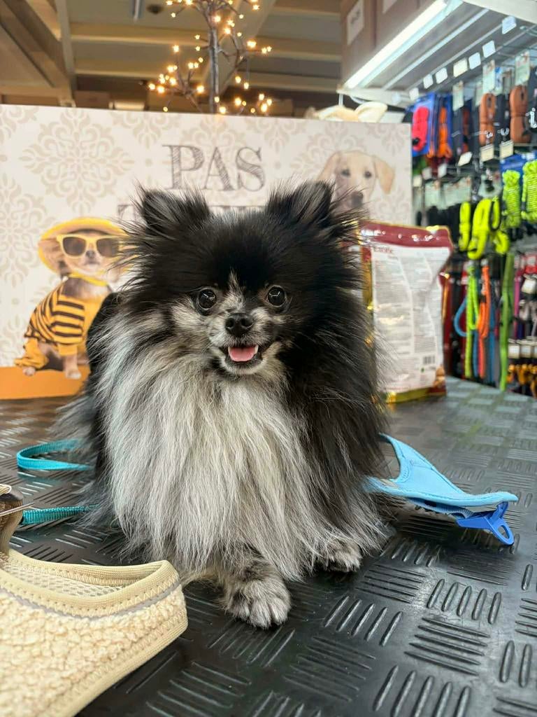 merle pommeriaan reutje 1,2 jaar gecastreerd, Animaux & Accessoires, Chiens | Chihuahuas & Chiens de compagnie, Chien (mâle), Autres races