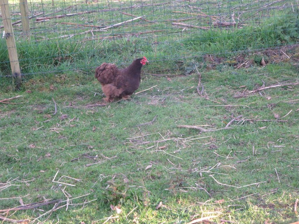 Chocolade Dwergkriel, Kip