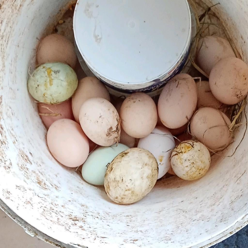 Broedeieren poule de Bresse kruising, Enlèvement