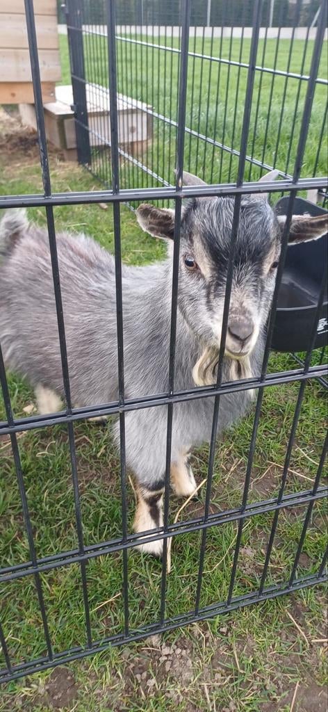 Bok - 1st. - Blauwschimmel tan -  8 maanden oud, Dieren en Toebehoren, Schapen, Geiten en Varkens
