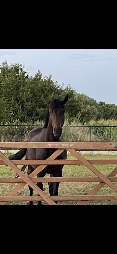 Paard zoekt ruiter, Vermifugé, B, 160 à 165 cm, Cheval de récréation