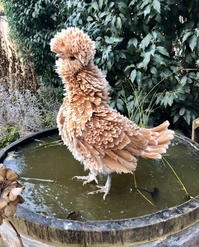 Padua krulveer krielkippen jonge hennen beschikbaar, Vrouwelijk, Kip