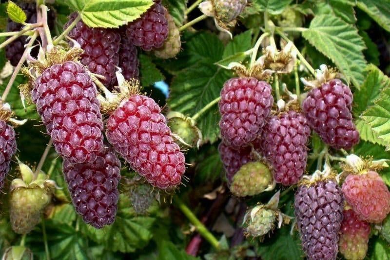 framboos loganberry - fruitplanten, Tuin en Terras, Planten | Tuinplanten, Volle zon, Vaste plant, Ophalen of Verzenden, Zomer
