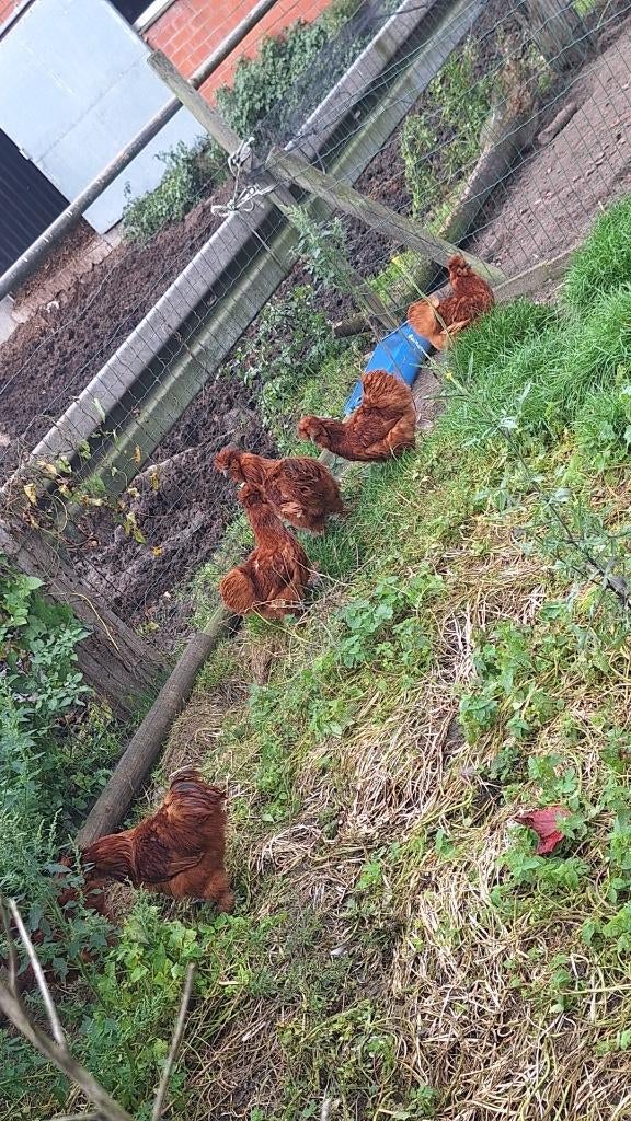 Broedeieren rode zijdehoender, Dieren en Toebehoren, Pluimvee