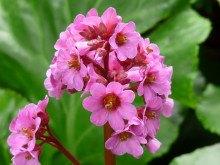 Bergenia cordifolia 'Purpurea' of Schoenlappersplant, Tuin en Terras, Ophalen, Bodembedekkers, Volle zon, Vaste plant