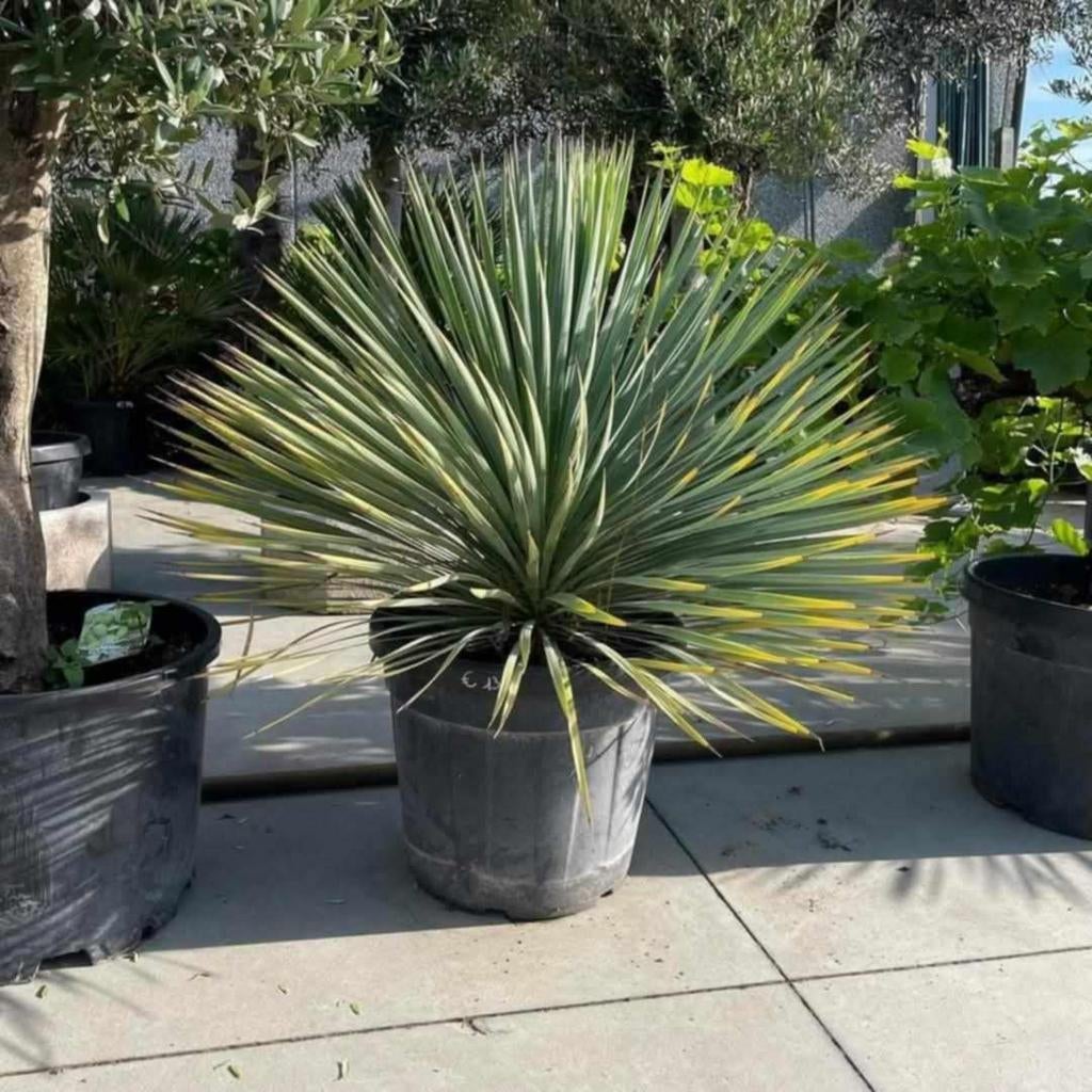 Yucca rostrata rechtstreekse import spanje!, Tuin en Terras, Planten | Bomen, Ophalen