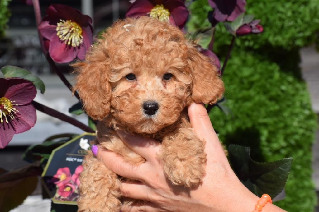 Chiots caniches, petits, permanents, Animaux & Accessoires, Chiens | Chihuahuas & Chiens de compagnie, Plusieurs animaux, Caniche