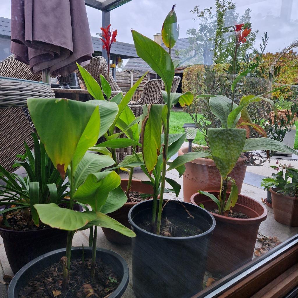 canna's, Jardin & Terrasse, Enlèvement ou Envoi
