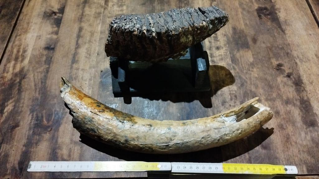 Prachtige mamoet slagtand en kies, Ophalen of Verzenden