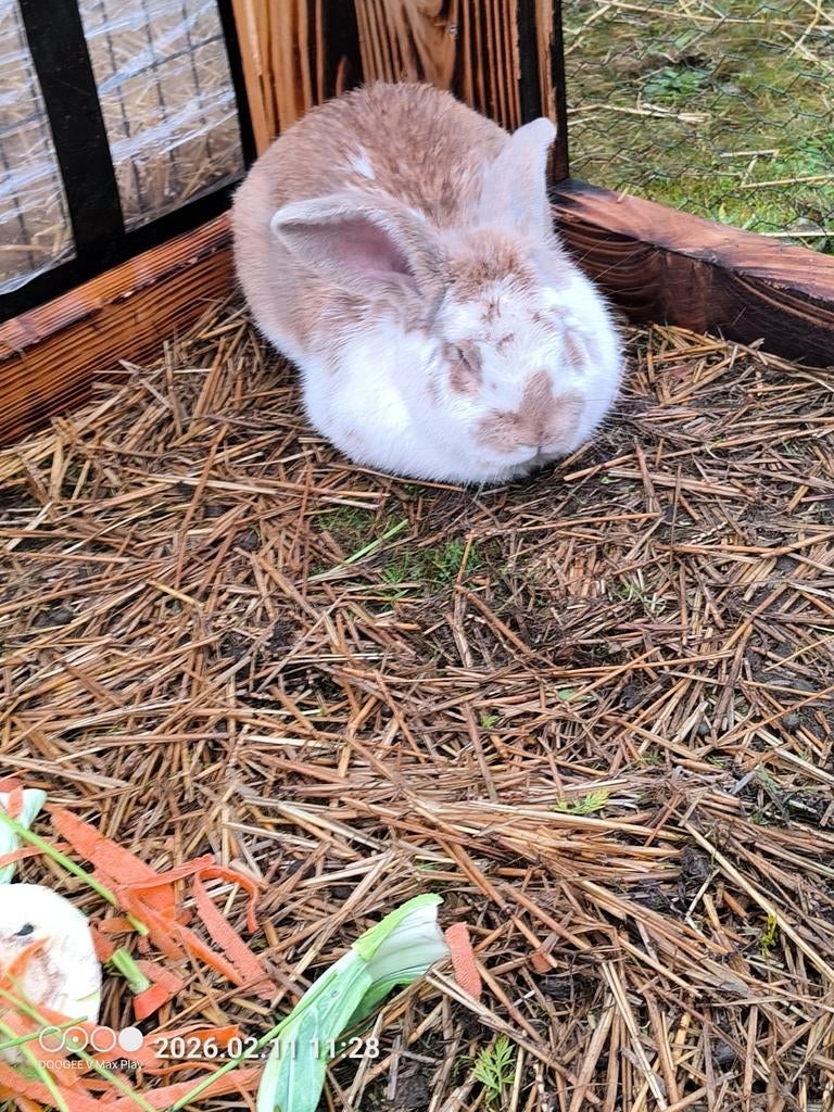 Vlinder/vlaamse reus ram, Dieren en Toebehoren
