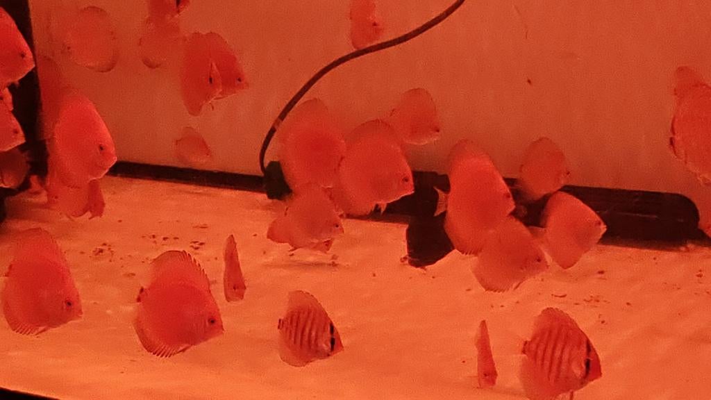 Jonge gekweekte discusvissen Averbode