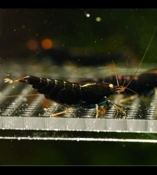 Black devil caridina garnalen, Animaux & Accessoires, Poissons | Poissons d'aquarium