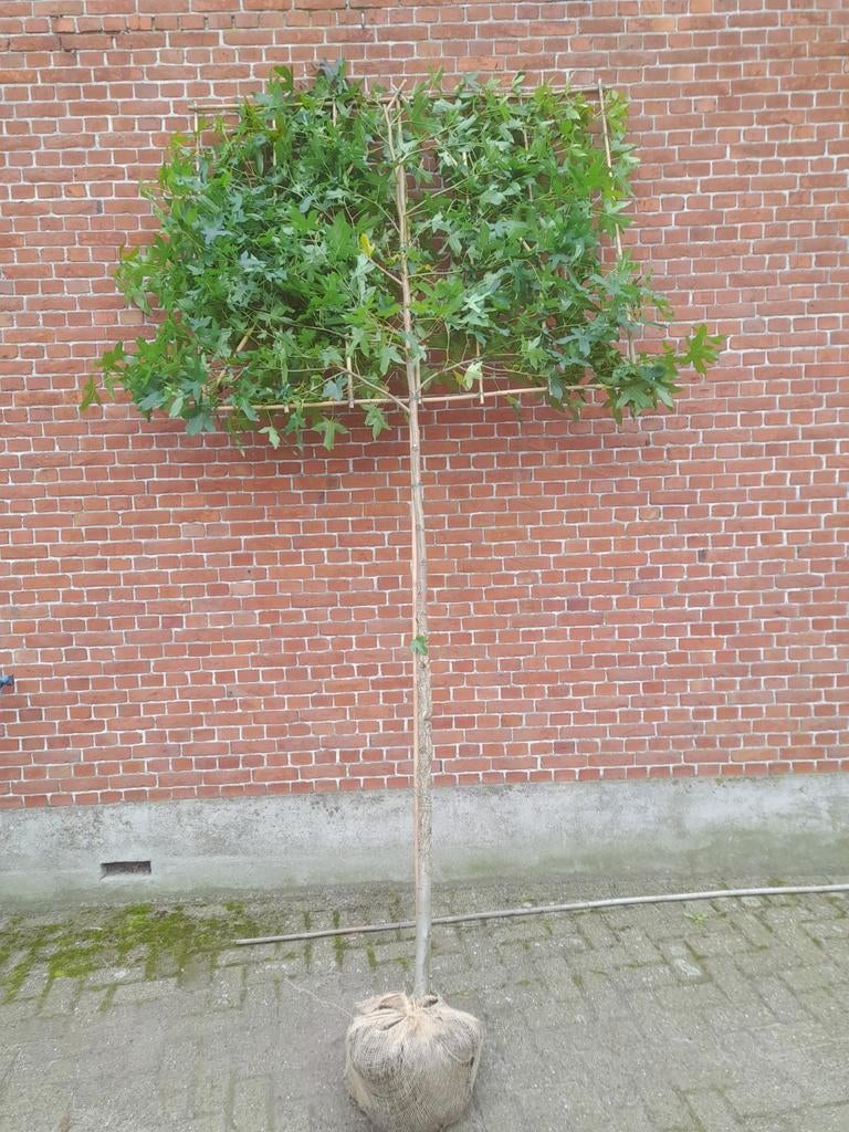 Liquidambar leiboom leiliquidambar amberboom stamomtrek10-12, Tuin en Terras, Planten | Bomen, Ophalen, Leiboom